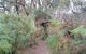 Yelverton Brook Conservation Sanctuary - thumb 41