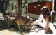 Yelverton Brook Conservation Sanctuary - thumb 28