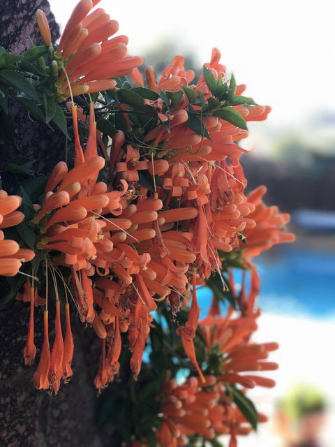 Swan Valley Rest Cottage - Accommodation Port Hedland 23