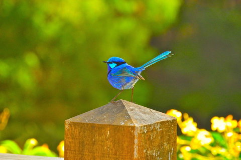 Waterfall Cottages - Accommodation Port Hedland 21