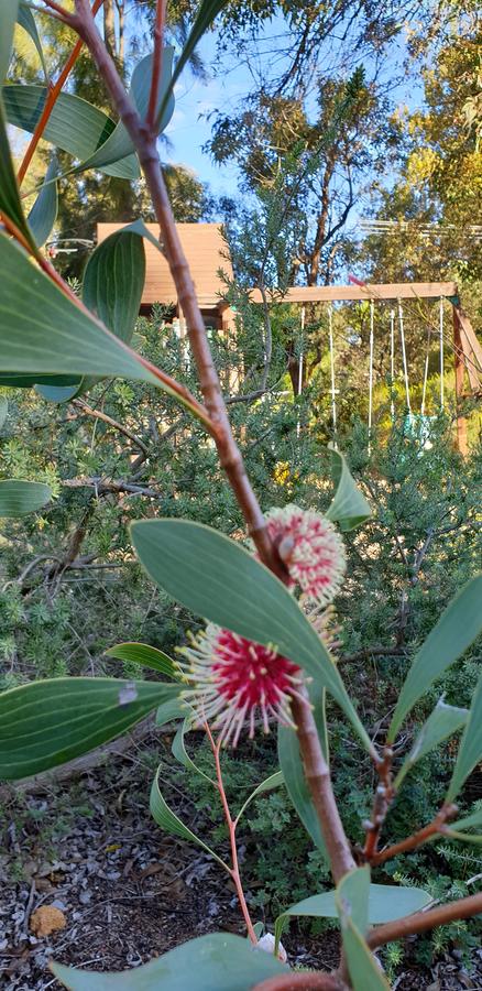 Di's Cabin In Dwellingup - Accommodation Port Hedland 4