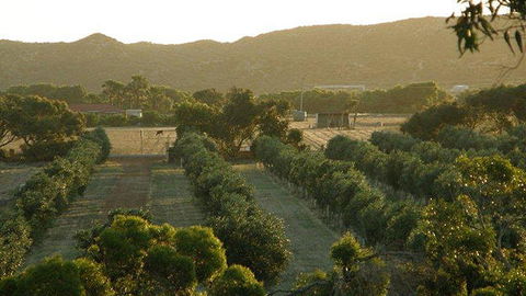 Bentwood Olive Grove Accommodation - Accommodation Port Hedland 20