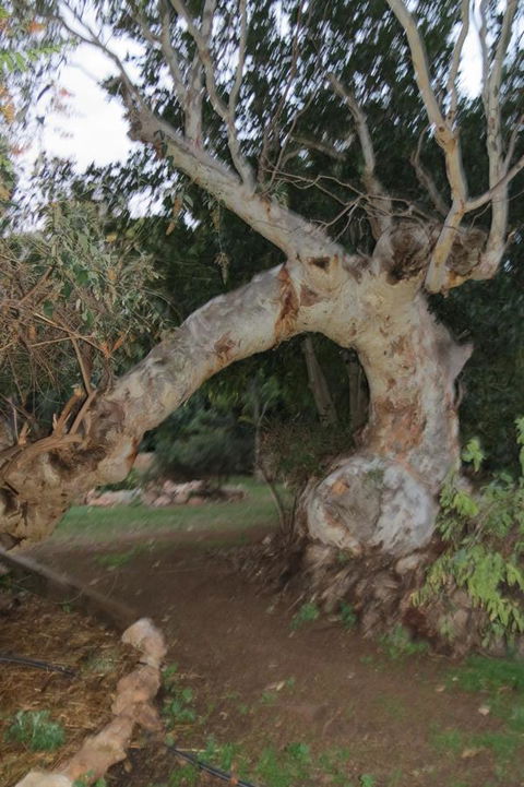 Bentwood Olive Grove Accommodation - Accommodation Port Hedland 22