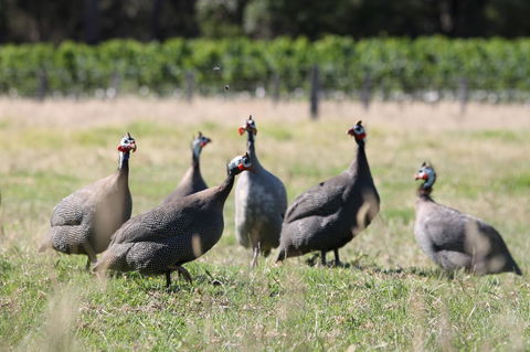 Windfall Estate Vineyard Cottage - Accommodation Port Hedland 27