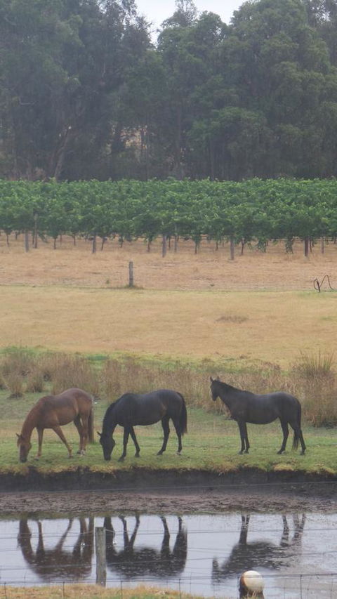 Windfall Estate Vineyard Cottage - Accommodation Port Hedland 26