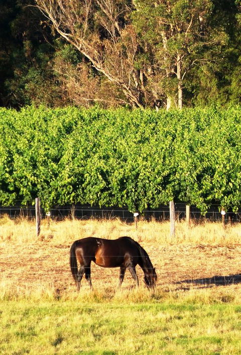Windfall Estate Vineyard Cottage - Accommodation Port Hedland 18