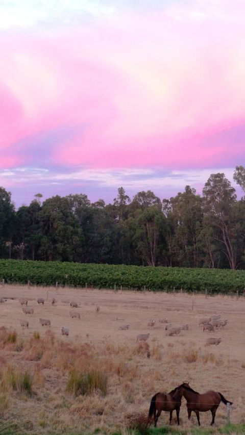 Windfall Estate Vineyard Cottage - Accommodation Port Hedland 25