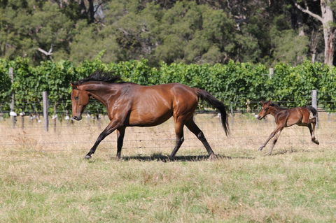 Windfall Estate Vineyard Cottage - Accommodation Port Hedland 17