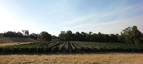 Windfall Estate Vineyard Cottage - Accommodation Port Hedland 28