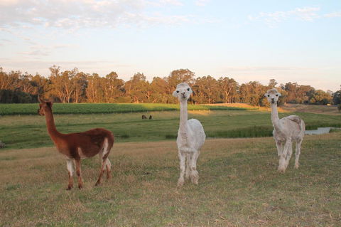 Windfall Estate Vineyard Cottage - Accommodation Port Hedland 21