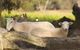 SilverSprings Spa Retreat Pet Friendly Cottages And Glampings - thumb 1