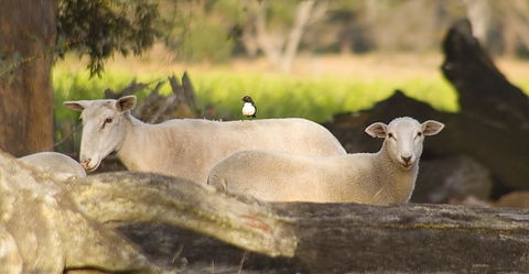 SilverSprings Spa Retreat Pet Friendly Cottages And Glampings - Accommodation Port Hedland 1