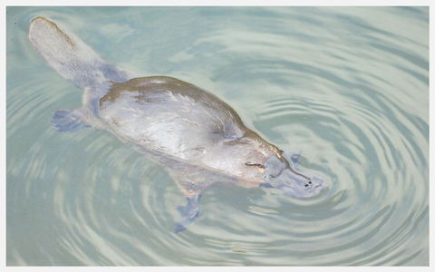 Strahan Retreat Holiday Park - Accommodation Port Hedland 20