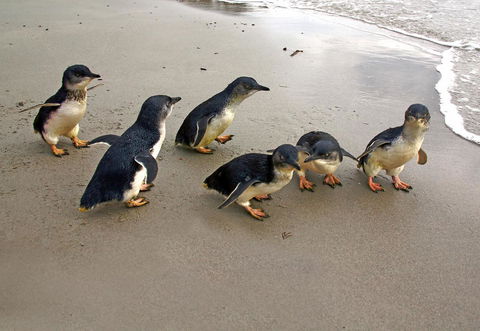 Bicheno Cabin Park - Accommodation Port Hedland 13
