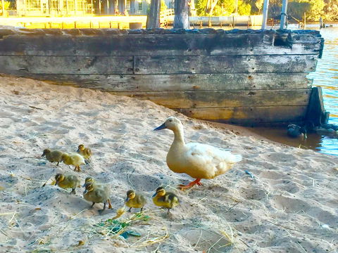 Wandering Geese Boutique Bed And Breakfast - Accommodation Port Hedland 3