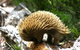 Cradle Mountain Love Shack - thumb 22