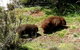 Cradle Mountain Love Shack - thumb 26