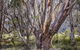 Snowgums 07 - thumb 3