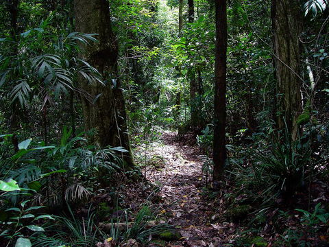 Springbrook Lyrebird Retreat - Accommodation Port Hedland 0