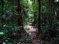 Springbrook Lyrebird Retreat