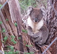 Stringybark Hills Retreat - Accommodation Port Hedland