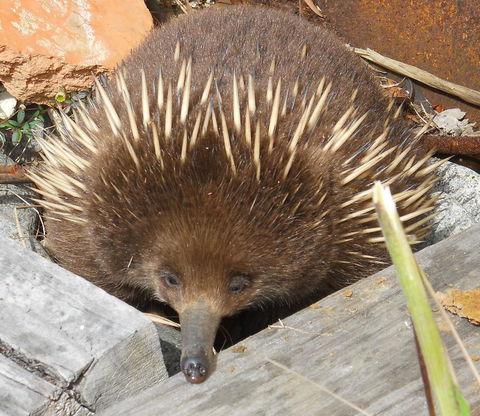 Southern Forest Accommodation - Accommodation Port Hedland 25