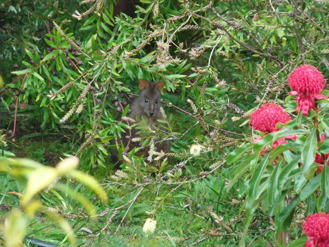 Southern Forest Accommodation - Accommodation Port Hedland 12
