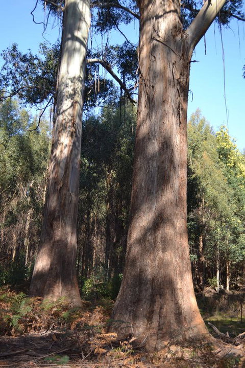 Whispering Spirit Holiday Cottages & Mini Ponies - Accommodation Port Hedland 4