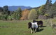 Whispering Spirit Holiday Cottages & Mini Ponies - thumb 13