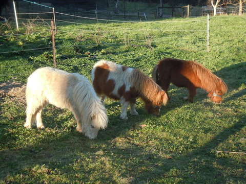 Whispering Spirit Holiday Cottages & Mini Ponies - Accommodation Port Hedland 15