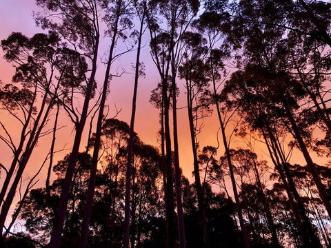 Lemonthyme Wilderness Retreat - Accommodation Port Hedland 8
