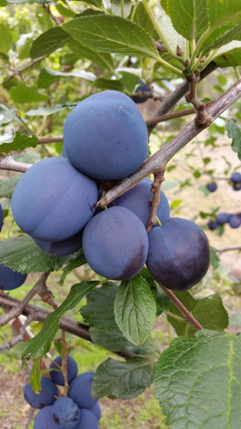 Beezneez B&B - Accommodation Port Hedland 16