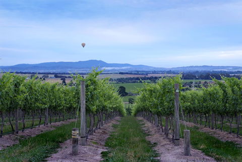 Balgownie Estate Yarra Valley - Accommodation Port Hedland 37