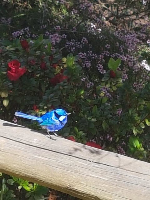 The Coombe On Wilson Inlet - Accommodation Port Hedland 1