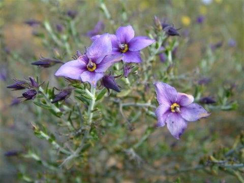 The Coombe On Wilson Inlet - Accommodation Port Hedland 2