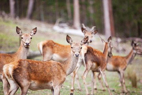 Villa Cervi Property - Accommodation Port Hedland 0