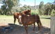 Bluegum Ridge Cottages - thumb 34