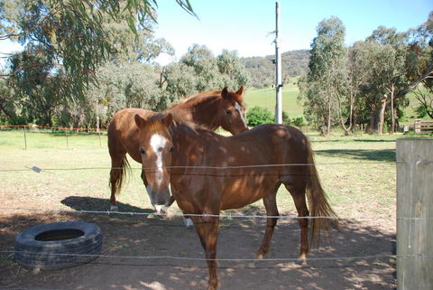 Bluegum Ridge Cottages - Accommodation Port Hedland 34
