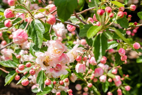Apple Blossom Cottages - Accommodation Port Hedland 3