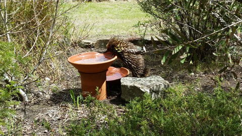 Wind Song Bed & Breakfast - Accommodation Port Hedland 3
