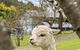 Carawatha On The Range - Unique Farm Stay - thumb 3