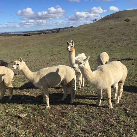 GOULBURN ALPACA FARM STAY - Accommodation Port Hedland 0