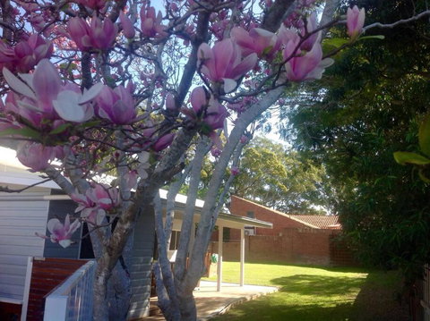 Magnolia Cottage - Accommodation Port Hedland 0
