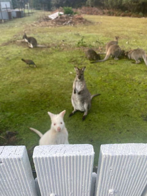 NOFOMO AT ADVENTURE BAY - Accommodation Port Hedland 2