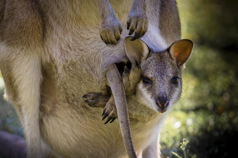 Bamurru Plains - Accommodation Port Hedland 3