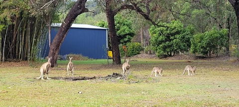 Roo Or 2 On Streeter - Accommodation Port Hedland 0