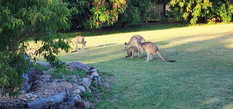 Roo Or 2 On Streeter - Accommodation Port Hedland 3