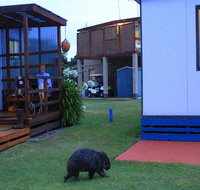 BIG4 Kelso Sands Holiday  Native Wildlife Park - Accommodation Port Hedland