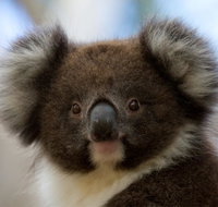 Bimbi Park - Camping Under Koalas - Accommodation Port Hedland