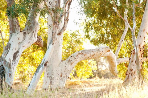 Wooramel River Retreat - Accommodation Port Hedland 3